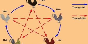 Màu Mạng Gà Đá - Cách Xem Cực Chuẩn Bởi Chuyên Gia 78WIN 